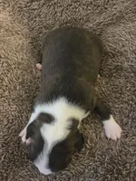 Jet, a male Boston Terrier for sale in Logansport, IN – 4 of 4
