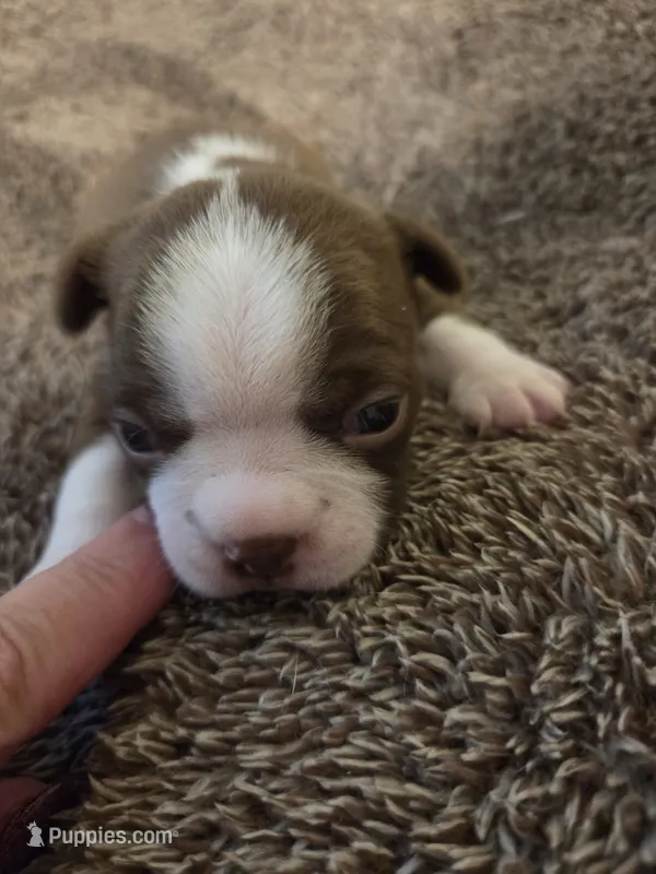 Potato – Boston Terrier puppy for sale in Logansport, IN