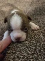 Potato, a male Boston Terrier for sale in Logansport, IN – 1 of 4