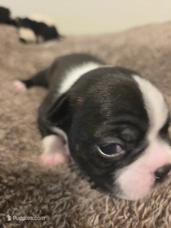 Jet – Boston Terrier puppy for sale in Logansport, IN