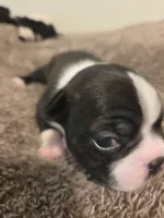 Jet, a female Boston Terrier for sale in Logansport, IN – 1 of 3
