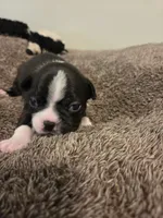 Jet, a female Boston Terrier for sale in Logansport, IN – 3 of 3
