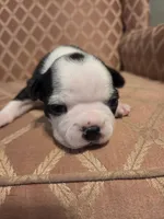 Panda, a female Boston Terrier for sale in Logansport, IN – 2 of 4