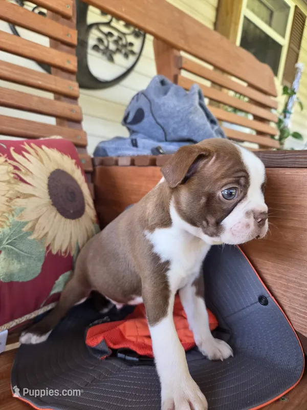 Potato – Boston Terrier puppy for sale in Logansport, IN