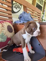 Potato, a male Boston Terrier for sale in Logansport, IN – 1 of 4