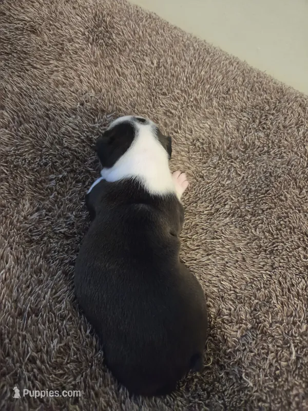 Panda – Boston Terrier puppy for sale in Logansport, IN