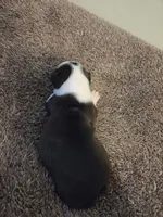 Panda, a female Boston Terrier for sale in Logansport, IN – 1 of 4
