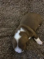 Potato, a male Boston Terrier for sale in Logansport, IN – 2 of 4