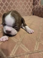 Matty, a female Boston Terrier for sale in Logansport, IN – 3 of 3