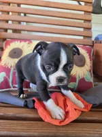 Jet, a female Boston Terrier for sale in Logansport, IN – 2 of 5