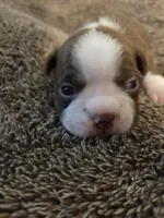 Potato, a male Boston Terrier for sale in Logansport, IN – 4 of 4