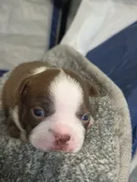 Potato, a male Boston Terrier for sale in Logansport, IN – 3 of 4