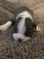 Jet, a male Boston Terrier for sale in Logansport, IN – 2 of 4