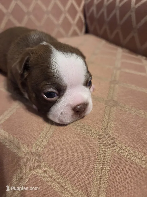 Matty – Boston Terrier puppy for sale in Logansport, IN