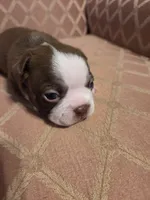 Matty, a female Boston Terrier for sale in Logansport, IN – 1 of 3