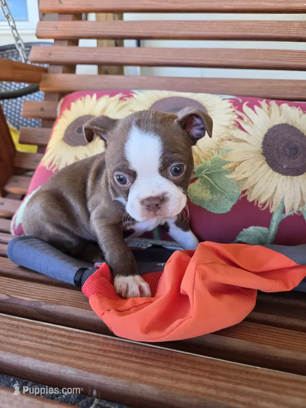 Jade – Boston Terrier puppy for sale in Logansport, IN