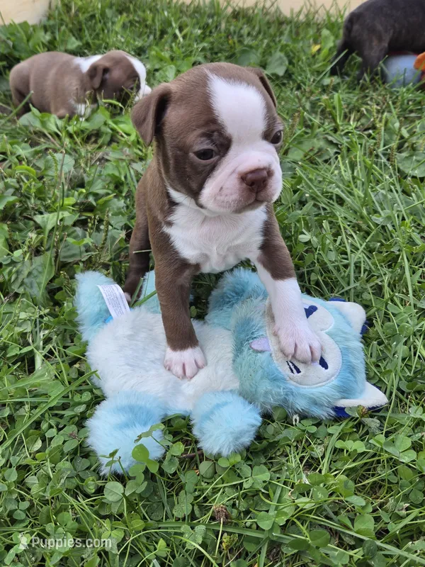 Matty – Boston Terrier puppy for sale in Logansport, IN