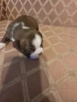 Jade, a male Boston Terrier for sale in Logansport, IN – 4 of 4