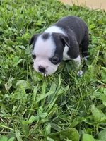 Panda, a female Boston Terrier for sale in Logansport, IN – 2 of 6