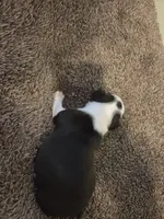 Panda, a female Boston Terrier for sale in Logansport, IN – 4 of 4