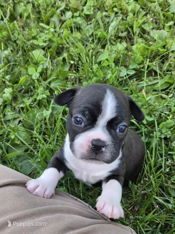 Jet – Boston Terrier puppy for sale in Logansport, IN