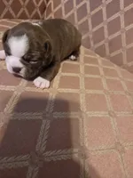 Jade, a male Boston Terrier for sale in Logansport, IN – 2 of 4