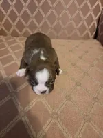 Jade, a male Boston Terrier for sale in Logansport, IN – 3 of 4
