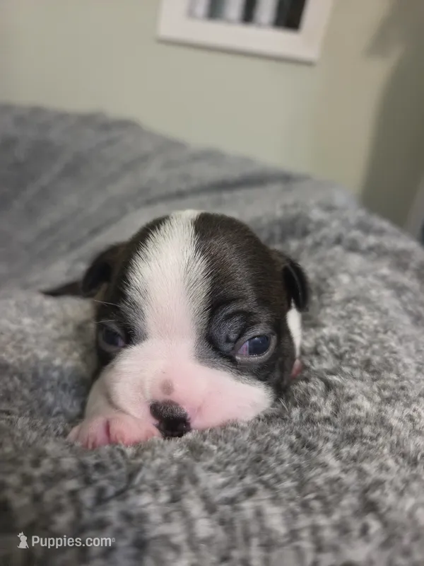 Jet – Boston Terrier puppy for sale in Logansport, IN