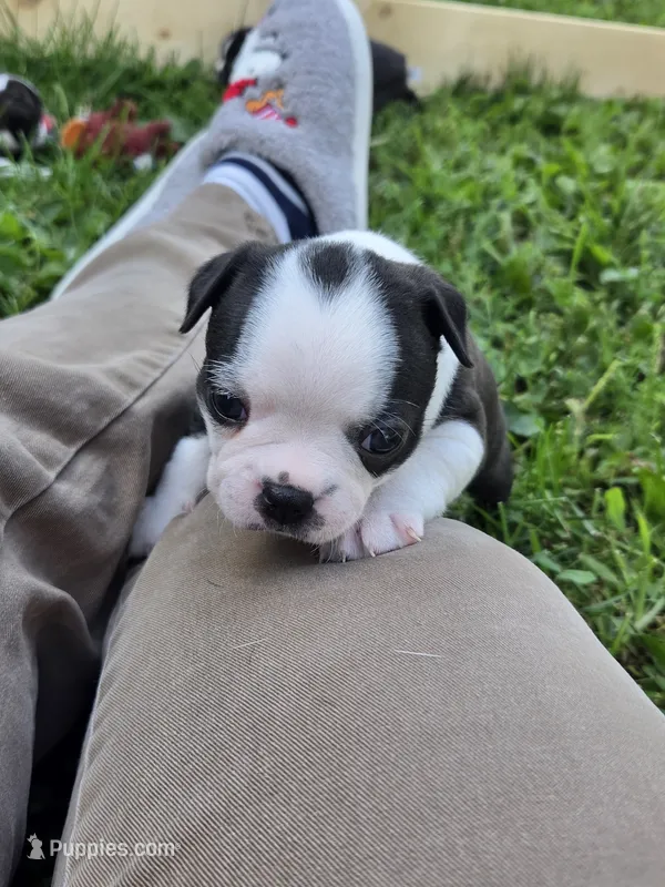 Panda – Boston Terrier puppy for sale in Logansport, IN