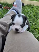 Panda, a female Boston Terrier for sale in Logansport, IN – 1 of 6