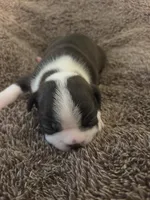 Jet, a male Boston Terrier for sale in Logansport, IN – 3 of 4