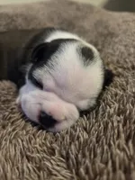 Panda, a female Boston Terrier for sale in Logansport, IN – 3 of 4