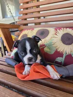 Jet, a female Boston Terrier for sale in Logansport, IN – 5 of 5