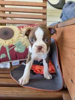 Potato, a male Boston Terrier for sale in Logansport, IN – 2 of 4
