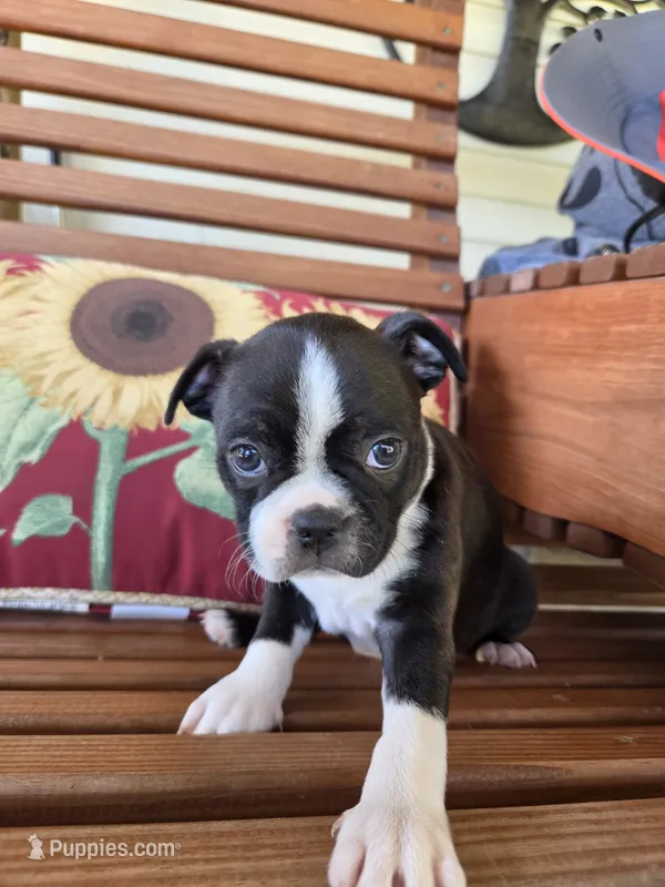 Jet – Boston Terrier puppy for sale in Logansport, IN