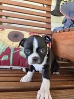 Jet, a female Boston Terrier for sale in Logansport, IN – 1 of 5