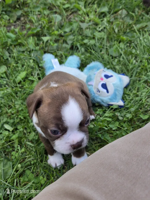Jade – Boston Terrier puppy for sale in Logansport, IN
