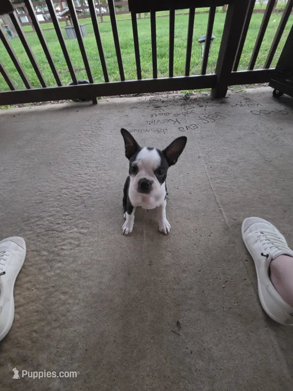 Panda – Boston Terrier puppy for sale in Logansport, IN