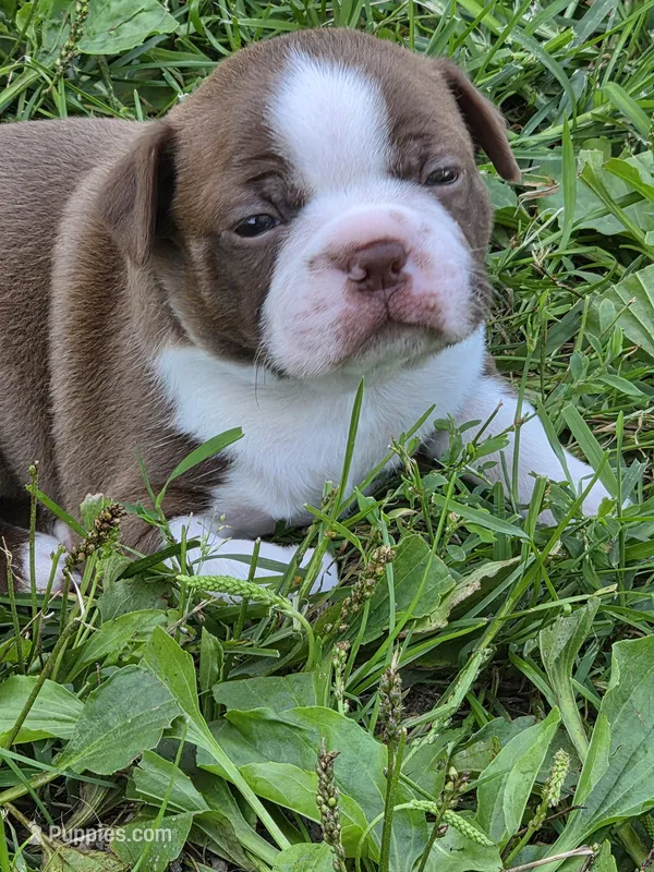 Potato – Boston Terrier puppy for sale in Logansport, IN