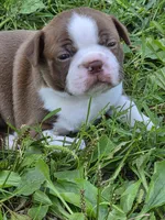Potato, a male Boston Terrier for sale in Logansport, IN – 3 of 4