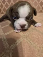 Jade, a male Boston Terrier for sale in Logansport, IN – 1 of 4