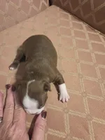 Matty, a female Boston Terrier for sale in Logansport, IN – 2 of 3