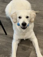 Scout, a male English Cream Golden Retriever for sale in Conway, SC – 7 of 10