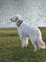 Scout, a male English Cream Golden Retriever for sale in Conway, SC – 6 of 10