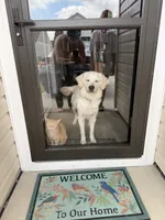 Scout, a male English Cream Golden Retriever for sale in Conway, SC – 8 of 10