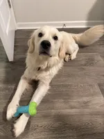 Scout, a male English Cream Golden Retriever for sale in Conway, SC – 3 of 10