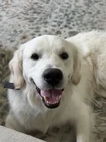Scout, a male English Cream Golden Retriever for sale in Conway, SC – 10 of 10