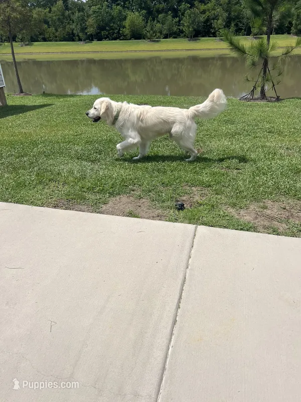 Scout – English Cream Golden Retriever puppy for sale in Conway, SC