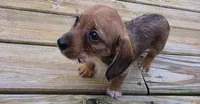 Akiko, a female Dachshund for sale in Joplin, MO – 2 of 6