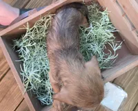 Akiko, a female Dachshund for sale in Joplin, MO – 4 of 6